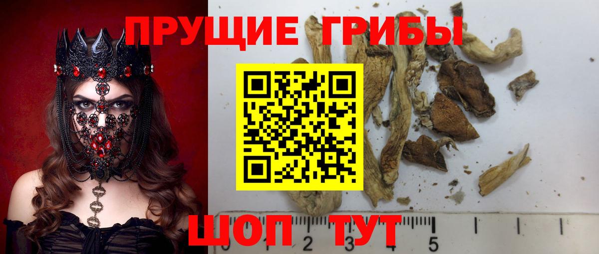 Галлюциногенные грибы Psilocybine cubensis Донской